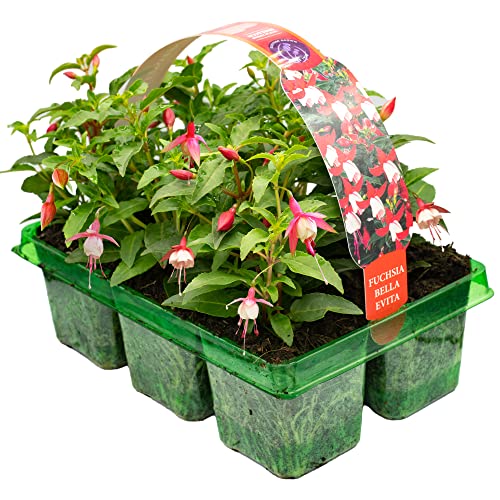 6 x Basket Plants - Fuchsia Bush Bella Evita | Garden Bedding, Border, Hanging Basket Display Annuals