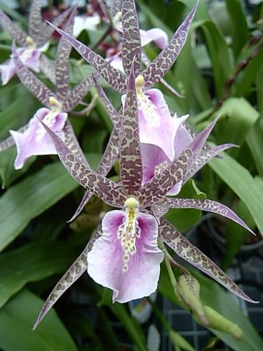 Miltassia Charles M Fitch orchid, blooming size Miltassia Charles M Fitch orchid, blooming size