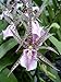 Miltassia Charles M Fitch orchid