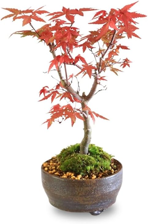 信楽焼の小鉢に植えられた苔付きの出猩々もみじ盆栽