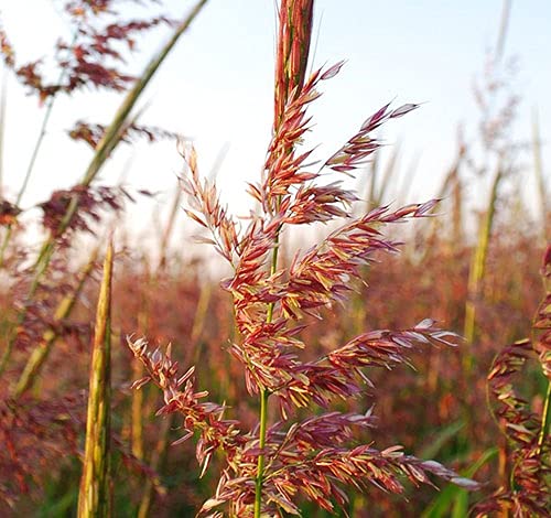 WILD RICE BULK 25 LBS 100% WILD RICE ALL NATURAL