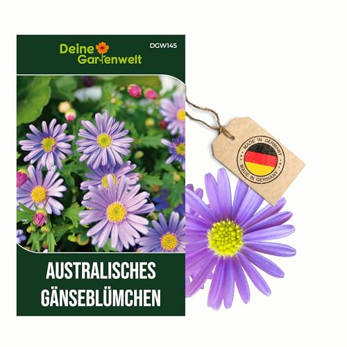 Australisches Gänseblümchen Blausternchen Samen - Brachyscome iberidifolia - Gänseblümchensamen - Blumensamen - Saatgut für 200 Pflanzen