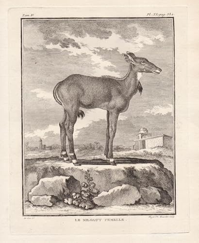 Le Nilgaut Femelle - Nilgauantilope Antilope antelope Nilgai / Afrika Africa / Tiere animals