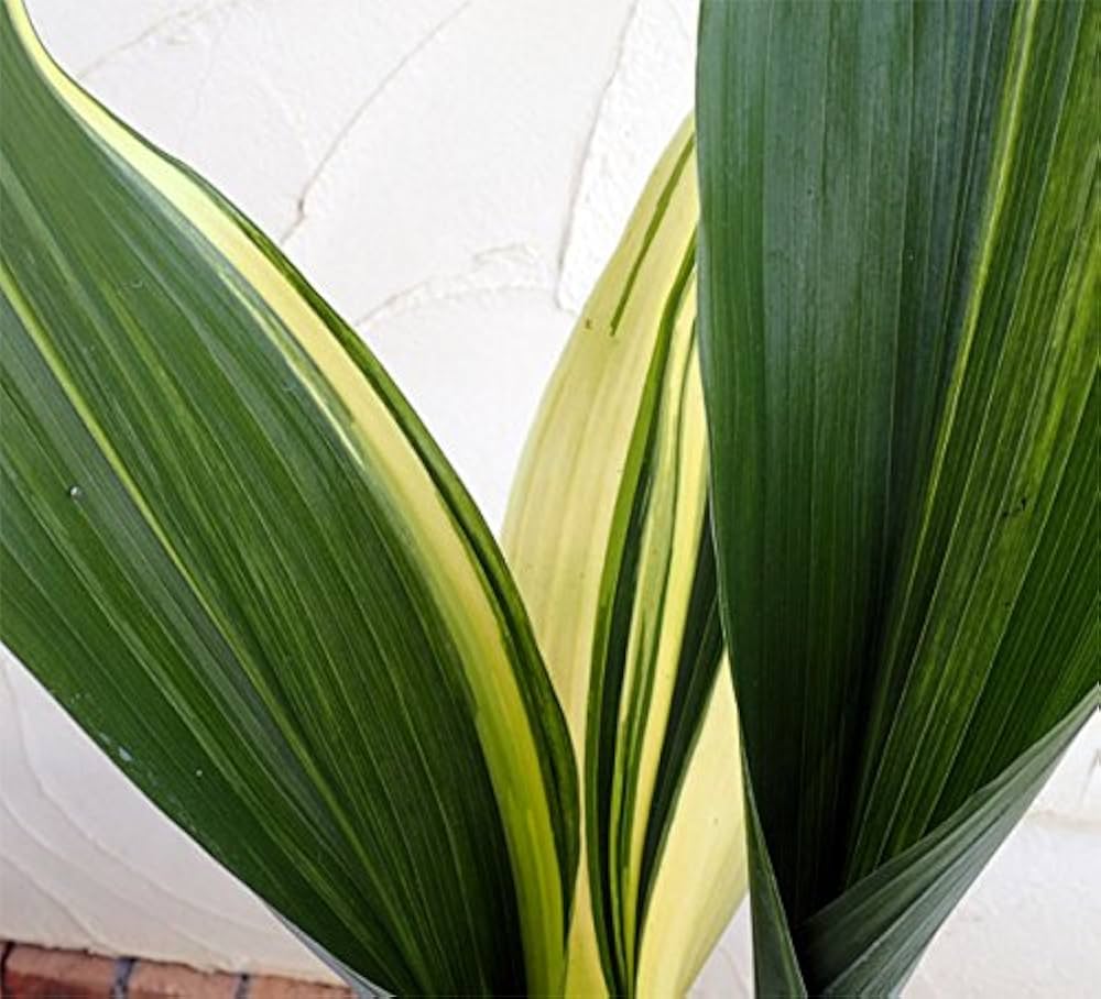 ハラン　縞斑入り　群生株❗ ハラン 縞斑入り 群生株❗ 観葉植物】観賞用 縞葉蘭 -ハラン