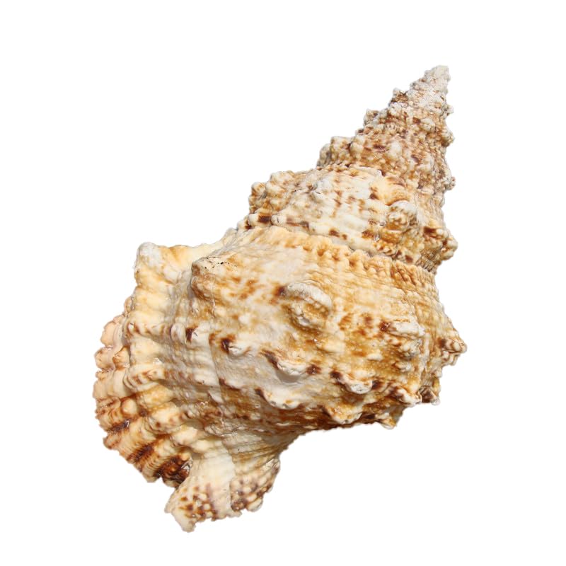 THE WHITE SHOP Large natural seashells, giant seashells are ideal for weddings, beach themed parties, home decorations, DIY crafts, fish tanks, and shell collectors，WIth seashells,whistle,Conch
