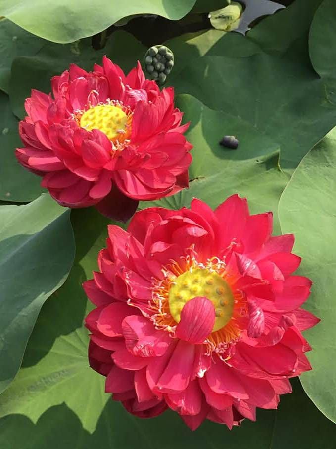 LECOBRIT Vibrant Red Water Lotus (Live Tuber/Root) – Fast-Growing Flowering Plant | Pack of 1 | Ideal for Indoor & Outdoor Garden Décor