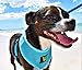 EcoBark Dog Harness - Eco-Friendly Max Comfort Harnesses - Luxurious Soft Mesh Halter - Over The Head Harness Vest- No Pull and No Choke for Puppy, Toy Breeds & Small Dogs (Medium, Blue)