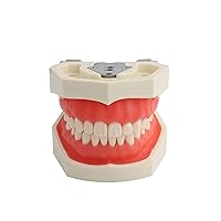 Vista 9 de TM-021 Modelo de Dientes Tipodonto Dental Completamente Desmontable Herramientas de Estudio y Enseñanza Tipodonto Anatomía Articulada de Dientes