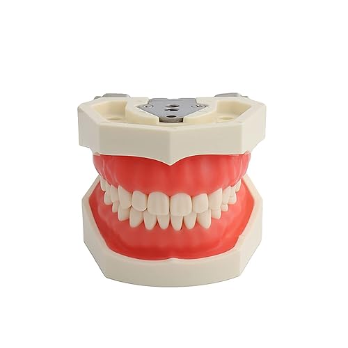 Miniatura 9 de TM-021 Dientes Typodont Dentales Modelo Completamente Desmontable Enseñanza Estudio Herramientas Typodont Anatomía articulada Dientes Modelo 28