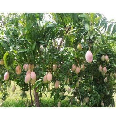 See full amazon price history chart for Mphmi Plantslive Mango Plant Badami, Kesar, Alphonso, Totapuri, grafted mango plant Mphmi Plantslive Mango Plant Badami, Kesar, Alphonso, Totapuri, grafted mango plant (B09NBTXBJX) Amazon Price History, Amazon Price Tracker