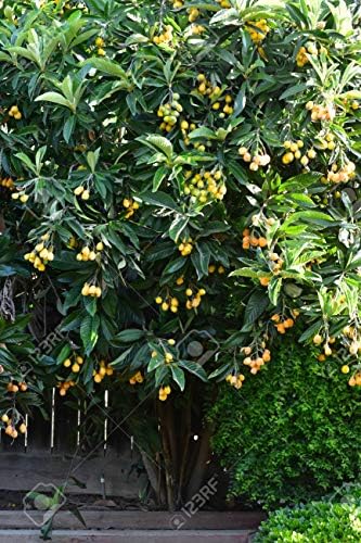 Loquat Tree (Eriobotrya Japonica), Live Tree, Japanese Plump Golden Color Fruit Tree (4-9 Inches)