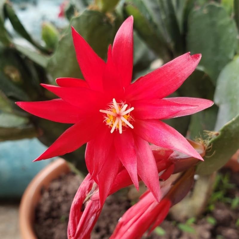 Miniatura 2 de Planta de cactus de Pascua roja, de 4 a 6 pulgadas, plantas de cactus de Pascua de primavera, planta suculenta para jardín interior