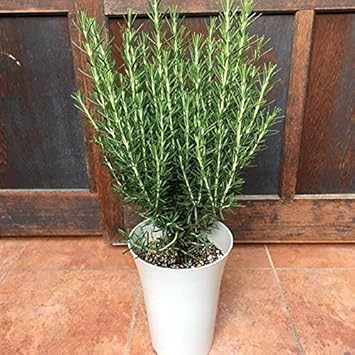Amazon Co Jp 立ち性ローズマリー マリンブルー 6号鉢植え ハーブ 若返りハーブ 良い香りでリラックス Diy 工具 ガーデン