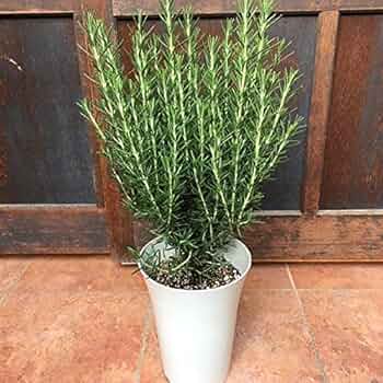 チャリチャリ　ブルーアイス　コニファー　テラコッタ鉢植え　　ローズマリー チャリチャリ様専用 ブルーアイス コニファー テラコッタ鉢植え