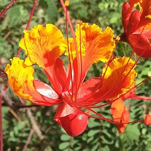 25 Seeds of Mexican Red Bird of Paradise
