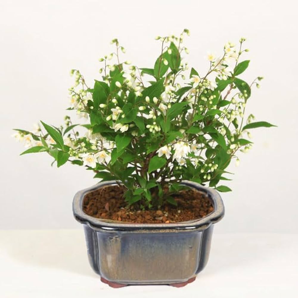 Amazon.co.jp: 遊恵盆栽 小品盆栽：姫うつぎ(藍黄土色モッコ陶器鉢)*姫