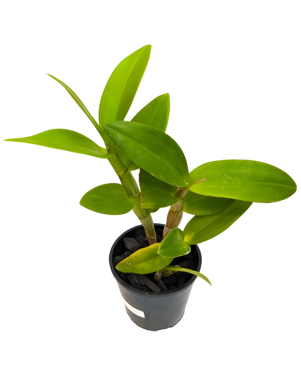 アムニー　ORCHID TOP 3枚セットS アムニー ORCHID TOP 3枚セットS AUMNIE アムニー ORCHID TOP