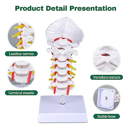 Image of Ultrassist Cervical Spine Model, Vertebrae and Arteries for Medical Tool | Life-size PVC design, cervical nerves, discs and occipital plate for teaching display