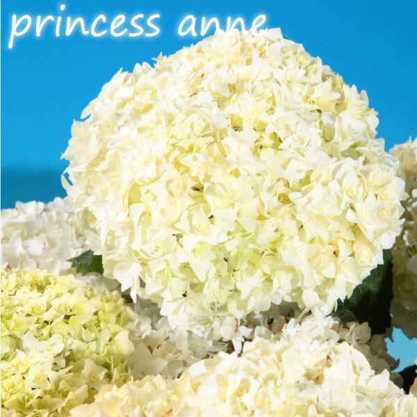 Amazon.co.jp: アジサイ 苗 苗木 プリンセスアン PVP 1株 / アジサイ苗