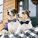 KTWSUEF Hundehalsband Samtiges, mit Abnehmbarer Hunde Fliege, Komfortable Verstellbares Samtige Halsband Hund, Geeignet für Hunde Kleine Mittel große Hunde, Für Hochzeiten, Geburtstage, Partys usw