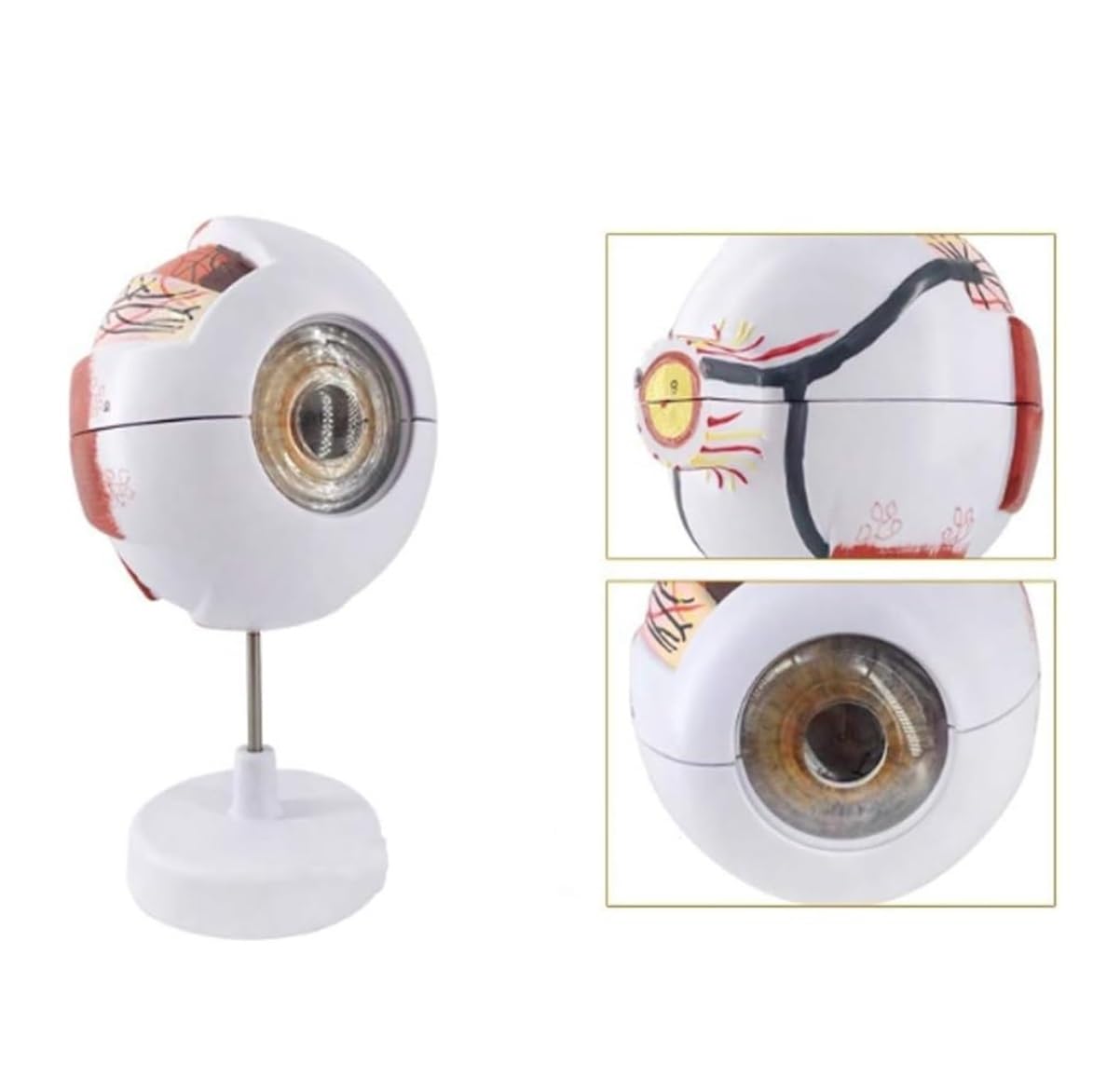 Herramienta De Enseñanza Modelo Anatómico De Ojo Humano Agrandado 6X, Visualización Anatómica Globo Ocular Con Soporte Extraíble Para Uso Médico Anatomía Médica