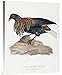 Global Gallery Budget GCS-268195-30-142 Antoinette Pauline Jacqueline Knip Columba Nicobarica Gallery Wrap Giclee on Canvas Wall Art Print