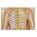 DQSPDBD Human Nervous System Anatomy Model - Central Nervous System Model - Brain Spinal Cord Peripheral Spine Nervous System Model for Teaching and Learning