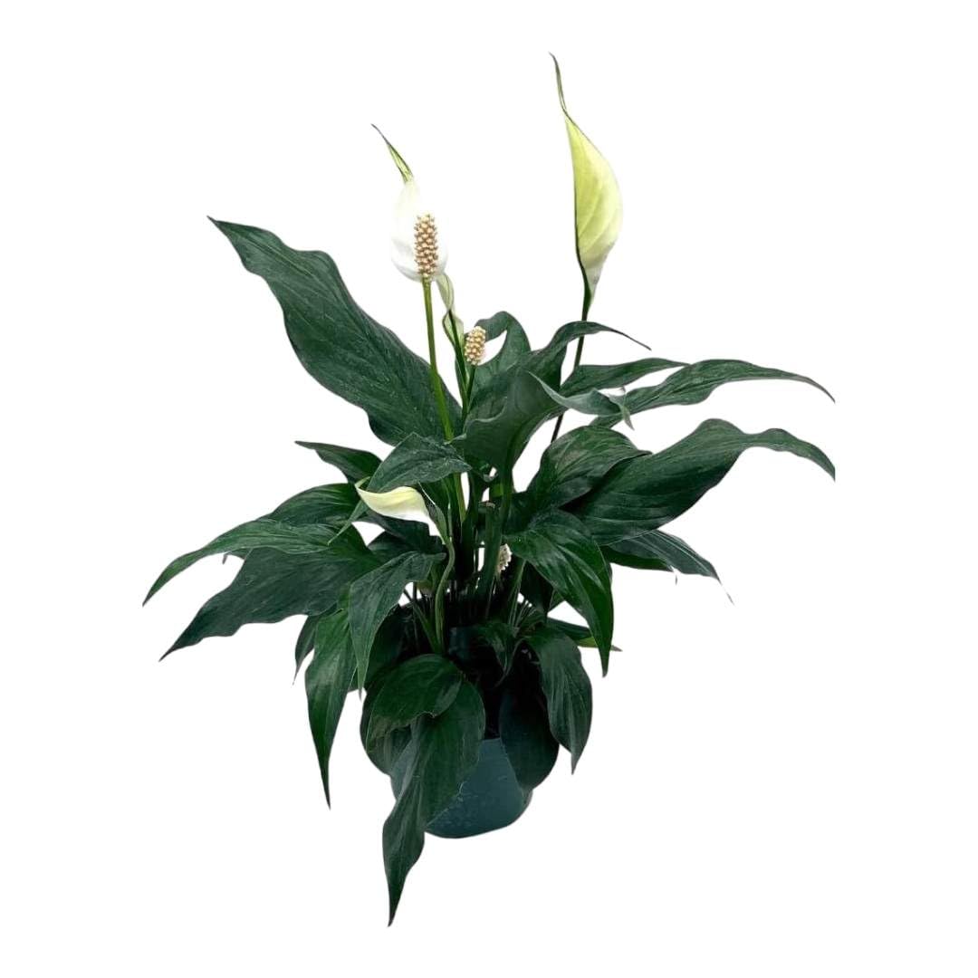 Amazon.com : BubbleBlooms Peace Lily in a 4 inch Pot