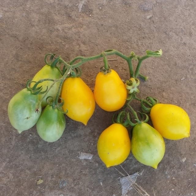 PREMIER SEEDS DIRECT - Vegetable - Tomato - Yellow of Vesuvio Seeds (200-Seeds)
