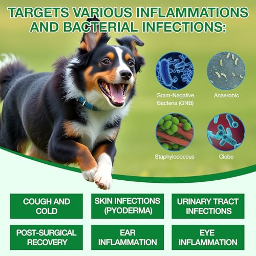 Hund Antibiotika, Antibiotika für Hunde, Hund Allergie & Juckreiz Relief, Hefe-Infektion Behandlung für Hunde, Hund Antibiotika für die Infektion, Bacon Flavor 60ml