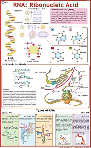 RNA Chart