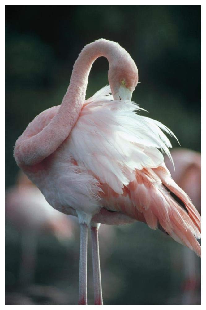 Artworks Italia Greater Flamingo preening, Rabida Island, Galapagos Islands, Ecuador-Paper Art-42"x62"