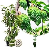Soursop Plant Live for Planting, Annona Muricata Sweet Soursop Tree Live Plant 5-9 Inches Tall, Giant Soursop Guanabana Seedling, No Pot