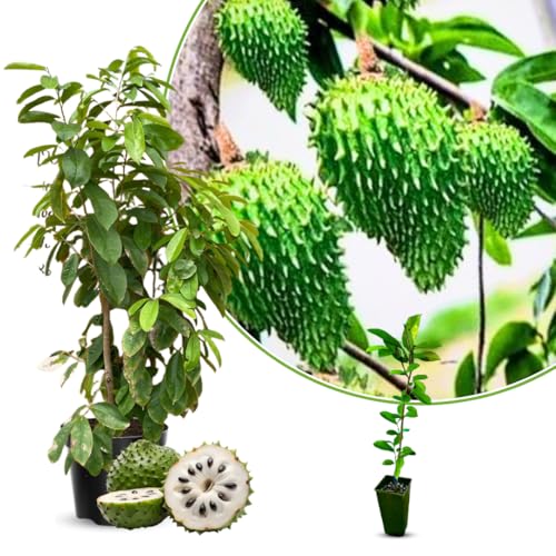 Soursop Plant Live for Planting, Annona Muricata Sweet Soursop Tree