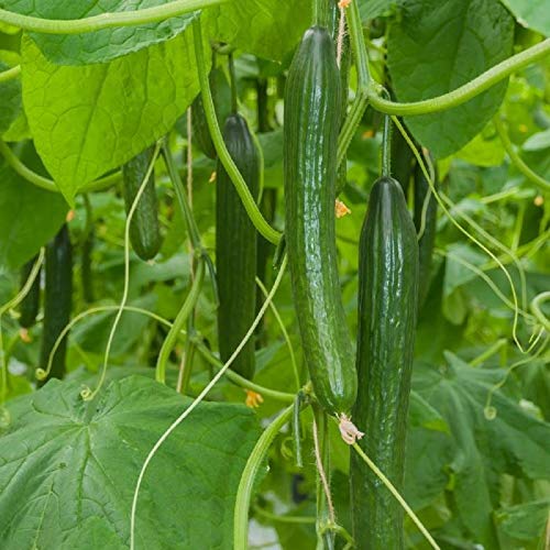 PEPINEX FI Cucumber Vegetable Best Cucumber ON The Market Greenhouse (10 Seeds)