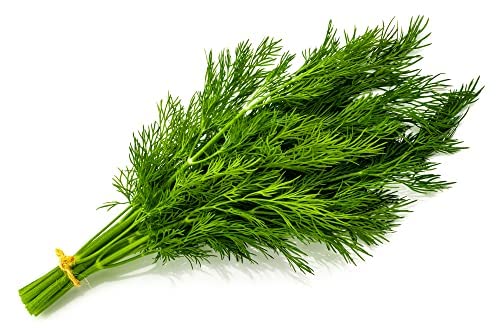 Herb Plants Selection - Dill + Garlic Chives + Parsley - 6 x Full Plants in 9cm Pots - Herb Plants in Pots - Garden Plants - Garden Ready - Premium Quality Plants
