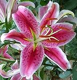 Pretty Asiatic Lily 