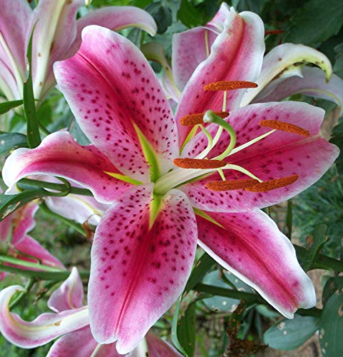 Pretty Asiatic Lily 
