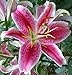 Pretty Asiatic Lily "Lionheart" Blooming Size Bulb Plant Now Ready to Ship Now