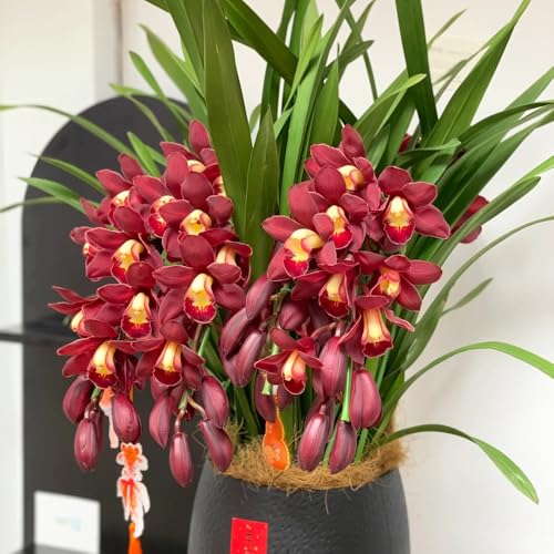 Abono Orquídeas Monodosis Marca Generic