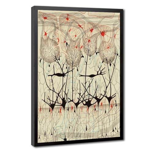 Nervous System affiche Golgi Cajal pour cabinet médical et bureau de chercheur