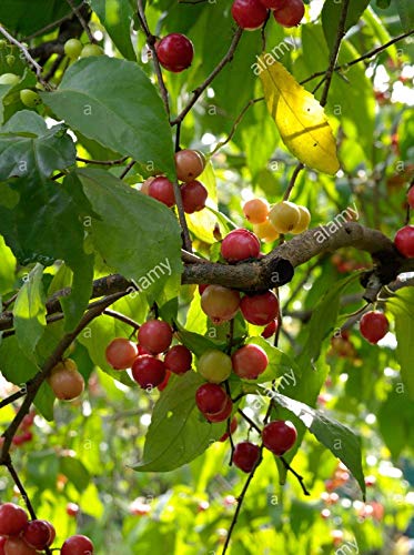 Seriales Tree LushGreen Gardens Fruit Tree Live Plant - Flacourtia Jangomas Rare ...