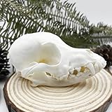 iBedding Taxidermy Real Animals Skull Decor - Model Animals Bones Specimen,Taxidermy Supplies for Science Education,Collection (Dog)