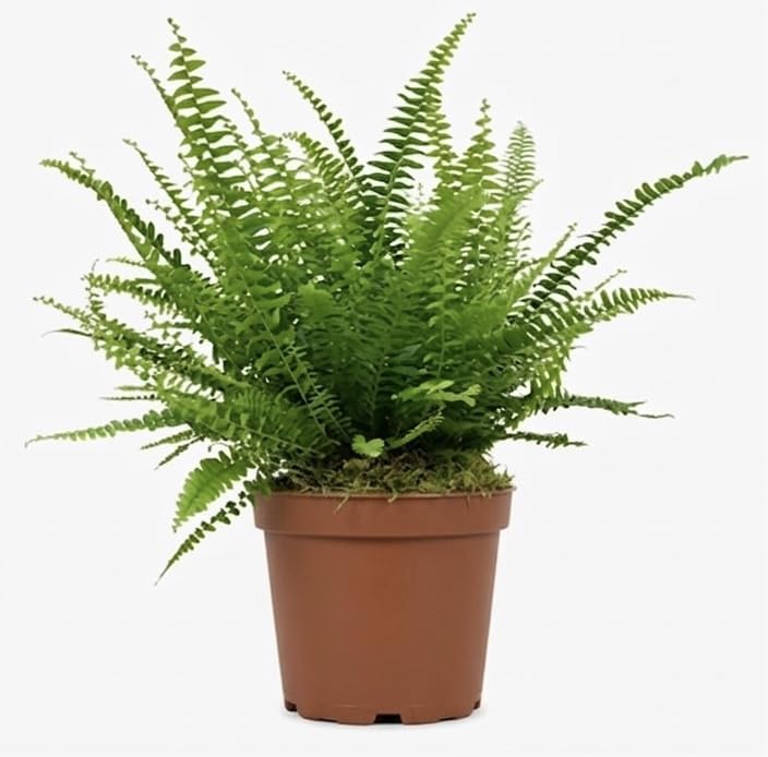 Prestige Plant Boston Fern (Nephrolepis exaltata) โ Lush Air-Purifying Houseplant | Approximately 30โ40cm Tall | Indoor & Outdoor Fern