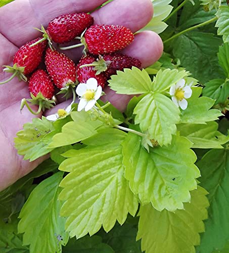 Seedsup - 100+ Alpine Strawberry Alexandria Everbearing - Fruit Red #TOP6