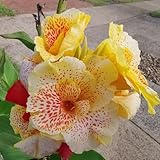 2 piezas Bulbos de caña de flor india Las plantas de jardín son plantas perennes resistentes. comprar plantas de canna Plantas resistentes para el jardín. jardín decorativo Plantas