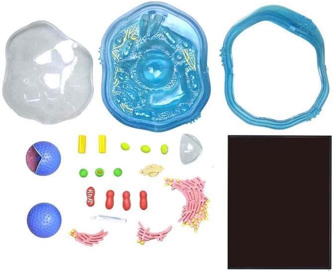 4D立体パズル 動物細胞モデル Animal Cell model 4d パズル 動物