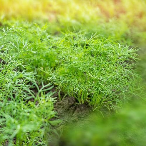 300 piezas semillas de eneldo organicas de jardin eneldo semillas perennes resistentes, jardín para hombres