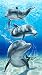 Baron bay dolphins velour brazilian beach towel 30x60 inches
