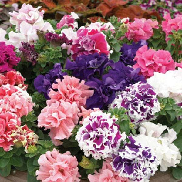 Petunia seeds hybrid double, high germination (40 seeds) (B0CH6VZL9R) Amazon Price History, Amazon Price Tracker